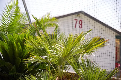 Pianta decorativa all'ingresso del lido balneare